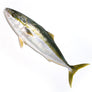 Wild Yellow Tail Hamachi 3kg+