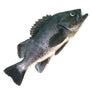 Fresh Black Rockfish 1kg
