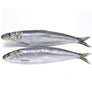 Fresh Wild Sardines XXL 125g up (MOQ 2kg)