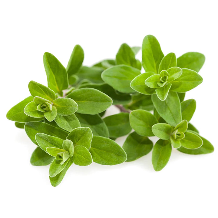 Marjoram box