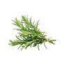 Rosemary 250g