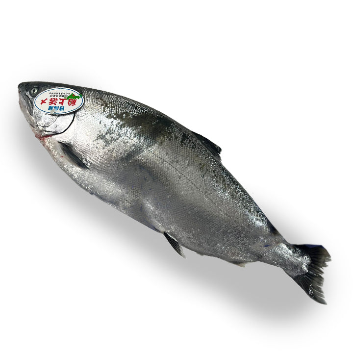 Wild Salmon 5kg +/-/pc