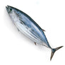 Wild Bonito Tuna 2kg Up