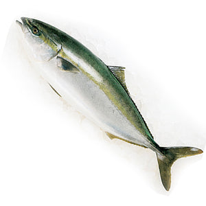 Farmed Yellow Tail Hamachi 3kg+