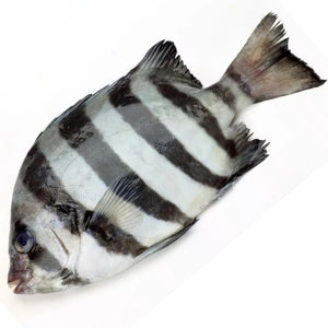 Wild Striped Beakfish "Ishidai" 1Kg