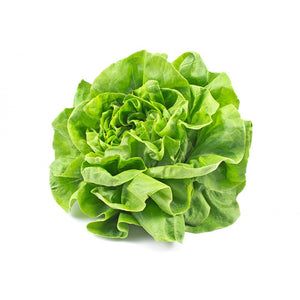 Butter Lettuce 500g