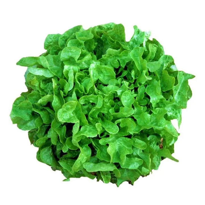 Green Oakleaf Lettuce 500g