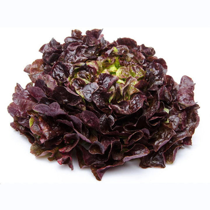 Red Oakleaf Lettuce 500g