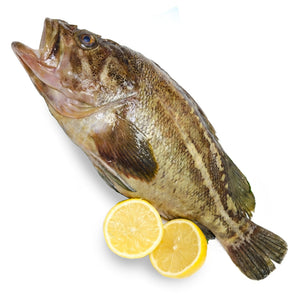 Wild Threestripe Rockfish "Shimasoi" 1kg