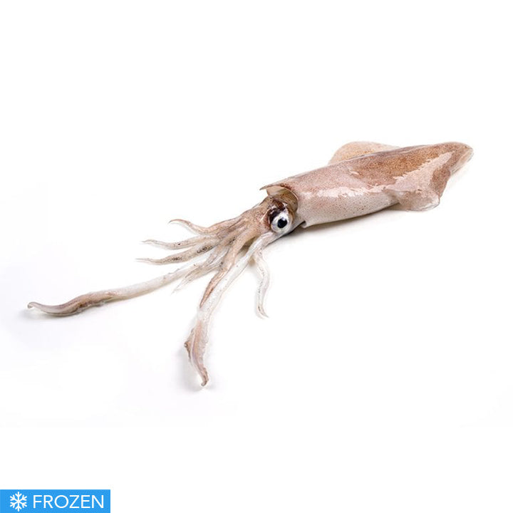 FROZEN MEDITERRANEAN SQUID - 500g