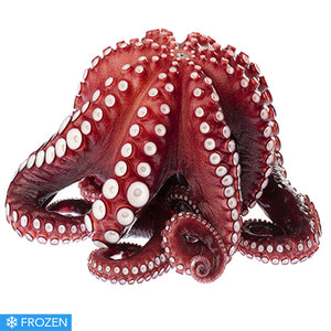 Spanish Whole Raw Octopus - approx 4kg